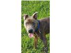 Adopt Jericho a Brindle - with White Australian Cattle Dog / Blue Heeler / Mixed