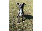 Adopt Willie a Black Mixed Breed (Large) / Mixed dog in Beatrice, NE (38808185)