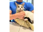 Adopt Butter a Brown or Chocolate Domestic Shorthair / Domestic Shorthair /