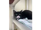 Adopt Cream Cheese a All Black Domestic Shorthair / Domestic Shorthair / Mixed