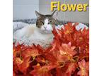 Adopt Flower a White Domestic Shorthair / Domestic Shorthair / Mixed cat in
