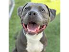 Adopt Vern a Gray/Silver/Salt & Pepper - with Black Pit Bull Terrier / Mixed dog