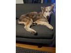 Adopt Guapo a Husky dog in San Diego, CA (38740356)
