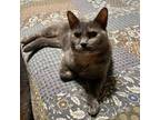 Adopt Lois Lane a Tortoiseshell Domestic Shorthair / Mixed cat in Houston