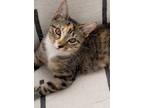 Adopt Buttercup a Gray, Blue or Silver Tabby Domestic Shorthair cat in New York