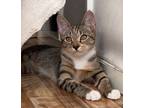 Adopt Bobbi Blu a Gray, Blue or Silver Tabby Domestic Shorthair cat in New York
