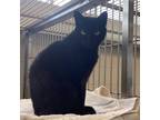 Adopt Bailey a All Black Domestic Shorthair / Mixed cat in Bristol