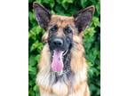 Adopt Ruby von Rodgau a Black - with Tan, Yellow or Fawn German Shepherd Dog /