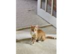 Adopt ronnie a Orange or Red Domestic Shorthair (short coat) cat in