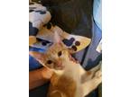 Adopt addie lee a Orange or Red Domestic Shorthair (short coat) cat in