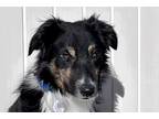 Adopt Glider a Black Border Collie / Mixed dog in Colorado Springs