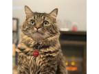 Adopt Rafiki a Brown or Chocolate Domestic Longhair / Mixed cat in Lynchburg