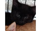 Adopt Sebastian Perkins a All Black Domestic Shorthair / Mixed cat in Cumming