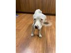 Adopt Slim Jim a White American Pit Bull Terrier / Mixed dog in Baton Rouge