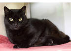 Adopt Elmer Fudd a All Black Domestic Shorthair / Domestic Shorthair / Mixed cat