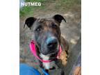 Adopt Nutmeg a Brindle - with White Mixed Breed (Medium) / Mixed dog in Flint
