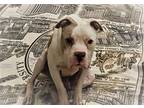 Adopt Diesel a Pit Bull Terrier / Mixed dog in Osage Beach, MO (38706093)