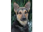 Adopt Amber von Anklam a Black - with Tan, Yellow or Fawn German Shepherd Dog /