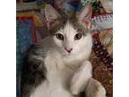 Adopt Dash a White Domestic Shorthair / Mixed cat in Tipton, IN (38535164)