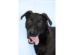 Adopt Apollo a Black Labrador Retriever / Mixed dog in Dothan, AL (35287695)