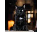 Adopt Bravo a All Black Domestic Shorthair / Mixed cat in Pittsburgh