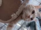 Adopt Garfield a Domestic Shorthair / Mixed (short coat) cat in Richmond