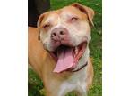 Adopt Gerry (Zeus) a Brown/Chocolate Mixed Breed (Large) / Mixed dog in