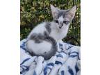 Adopt Skye a Spotted Tabby/Leopard Spotted Domestic Shorthair / Mixed cat in