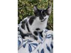 Adopt Mandi a All Black Domestic Shorthair / Mixed (short coat) cat in Calimesa