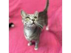 Adopt Emma the LoveBug a Gray or Blue Domestic Shorthair / Mixed cat in Port