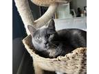 Adopt Marge a Gray or Blue Domestic Shorthair / Mixed cat in Greenfield