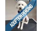 Adopt Bosco a White Poodle (Miniature) / Mixed dog in Edmonton, AB (38533463)