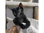 Adopt Clarissa a All Black Domestic Shorthair (short coat) cat in Brooklyn