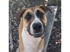 Adopt Josie a Tan/Yellow/Fawn Labrador Retriever / Mixed Breed (Medium) / Mixed