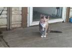 Adopt kittyrat a Gray, Blue or Silver Tabby Tabby (medium coat) cat in