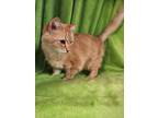 Adopt Honey a Orange or Red Domestic Longhair / Domestic Shorthair / Mixed (long