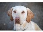 Adopt Waylon a Tan/Yellow/Fawn Labrador Retriever / Pointer / Mixed dog in West