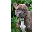 Adopt Roxy a Brindle - with White Pit Bull Terrier / Mixed dog in Indiana