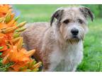 Adopt Spencer a Tan/Yellow/Fawn Border Terrier / Airedale Terrier / Mixed dog in