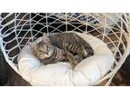 Adopt Scar a Domestic Shorthair / Mixed (short coat) cat in San Jacinto