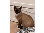 Adopt Peaches a Brown or Chocolate Siamese (short coat) cat in Fallbrook