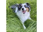 Adopt Tumi a Merle Australian Shepherd / Mixed dog in Ontario, CA (38538316)