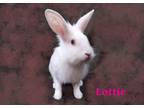 Adopt Lottie a White Lionhead / Mixed rabbit in Harrisburg, PA (38537797)