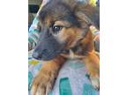 Adopt Miles a Tricolor (Tan/Brown & Black & White) Border Collie / Mixed Breed