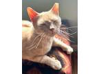 Adopt Emmett a Orange or Red Domestic Shorthair (short coat) cat in Jersey City