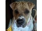 Adopt Bella a Tan/Yellow/Fawn - with White Shar Pei / Mixed dog in Onancock