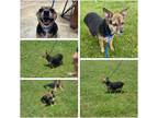 Adopt Billie Jean a Tricolor (Tan/Brown & Black & White) Terrier (Unknown Type