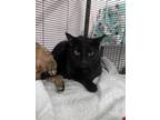 Adopt Percy a Black (Mostly) Domestic Shorthair (short coat) cat in West Palm