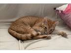 Adopt Bumblebee a Orange or Red Tabby Domestic Shorthair (short coat) cat in New