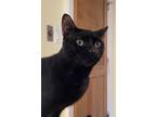 Adopt Coach (LE) a All Black Domestic Shorthair (short coat) cat in Little
